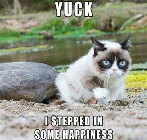 Grumpy Cat Memes Clean Funny