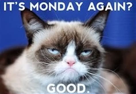 Grumpy Cat Monday