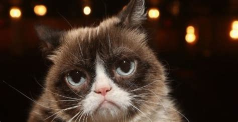Grumpy Cat Name