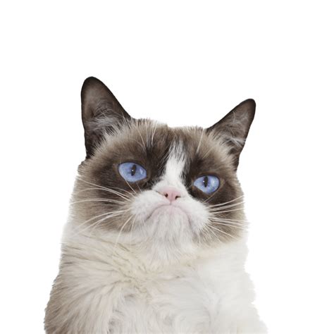 Grumpy Cat No Background