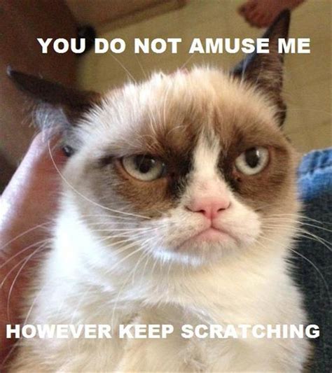 Grumpy Cat Not Amused
