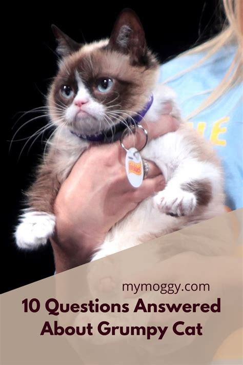 Grumpy Cat Questions