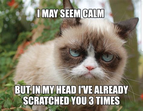 Grumpy Cat Quotes Funny