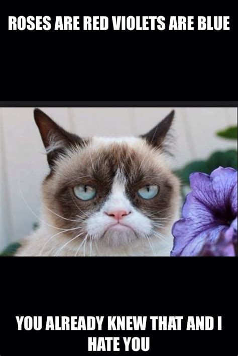 Grumpy Cat Roses Are Red