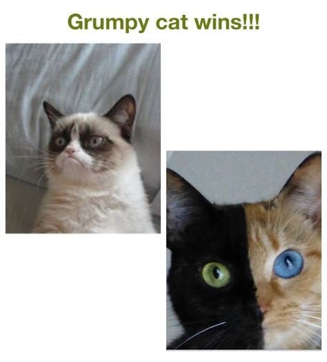 Grumpy Cat Venus The Cat