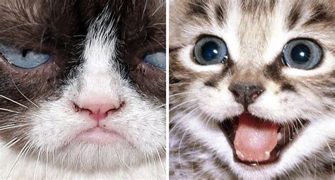 Grumpy Cat Vs Happy Cat