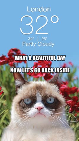 Grumpy Cat Weather