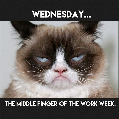 Grumpy Cat Wednesday