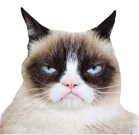 Grumpy Cat White Background