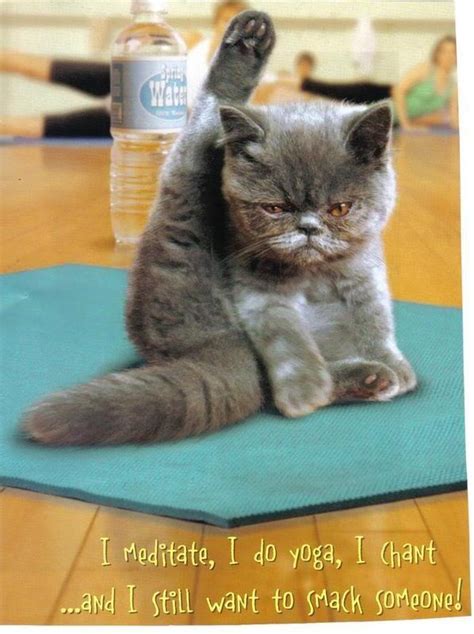 Grumpy Cat Yoga