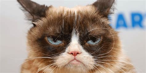 Grumpy Cat Zeichentrick