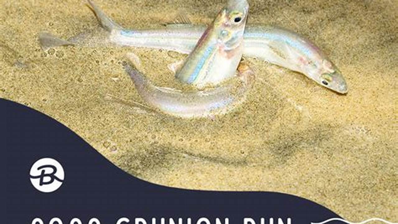 Grunion Run 2024