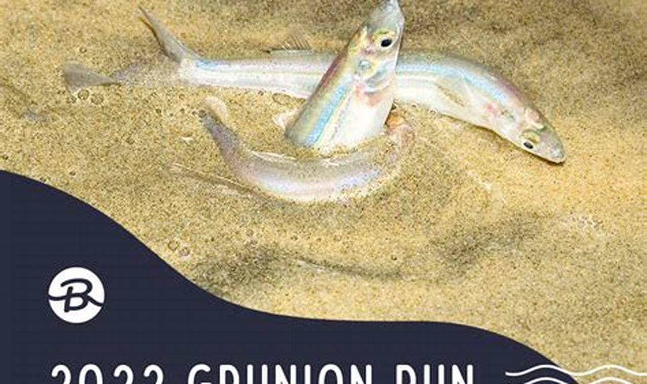 Grunion Run 2024