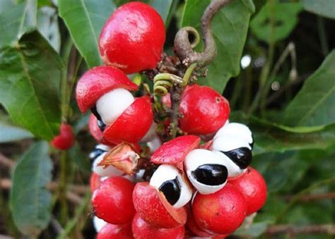 Guarana