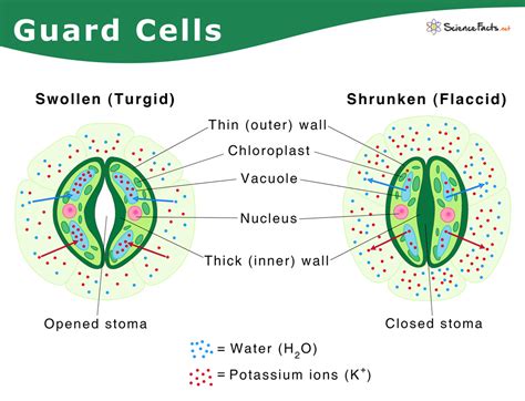 Unlocking the Secrets of Guard Cells: A Comprehensive Biology Guide to Understanding Their Definition and Function