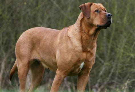 Guard Dog Breeds List