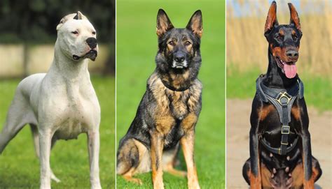 Guard Dogs