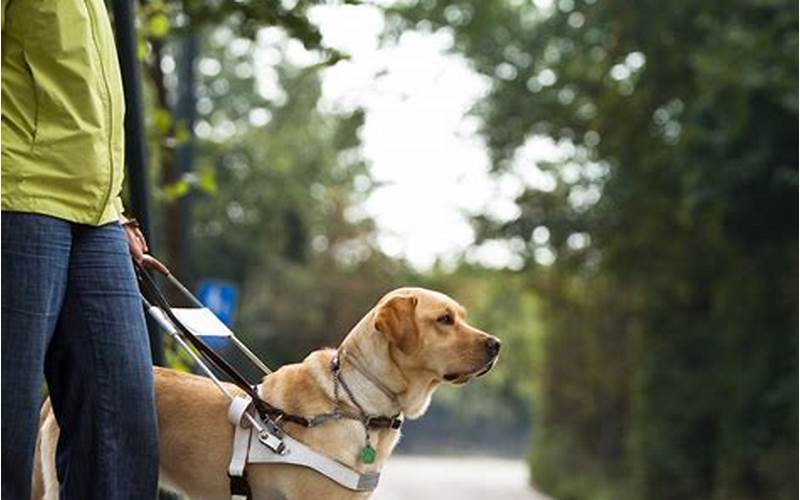 Guide Dog Training