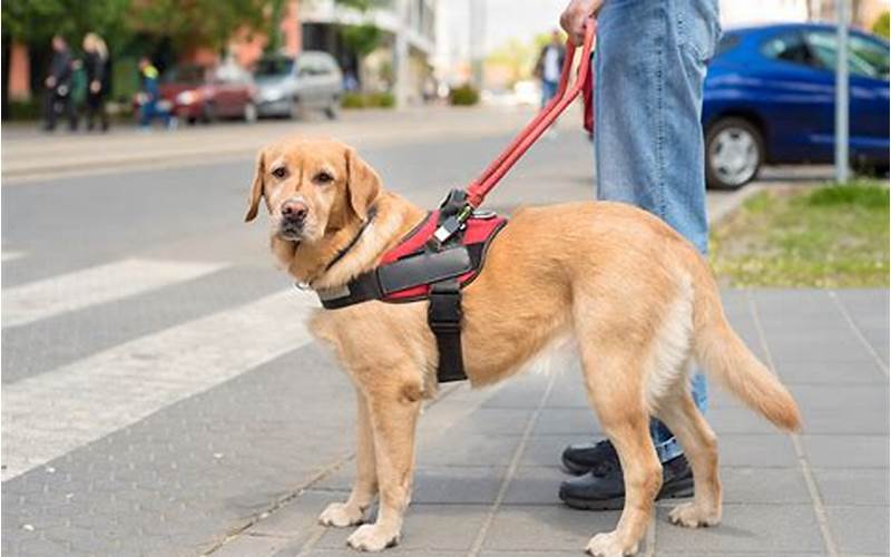 Pedestrians Using Guide Dogs or White Canes Must:
