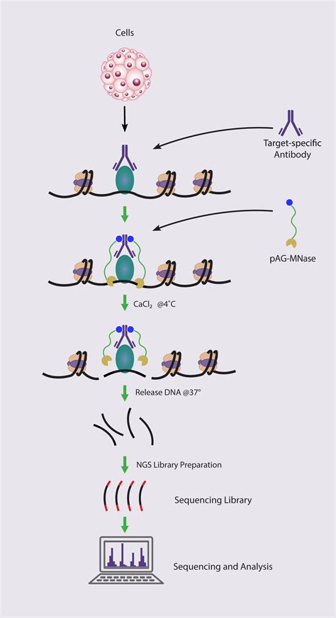 Guide to Cut And Run