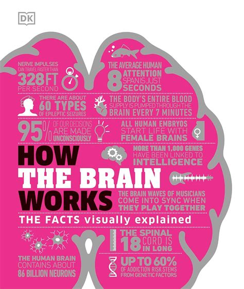 Guide to How The Brain Works: The Facts Visually Explained (DK How Stuff Work)