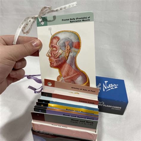 Guide to Netter's Anatomy Flash Cards: Netter's Anatomy Flash Cards - E-Book (Netter Basic Science)