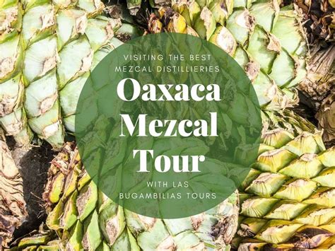 Guide to Selecting Oaxaca Mezcal Tour