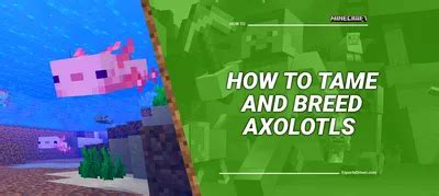 Guide to Tame and Breed Axolotls in Minecraft