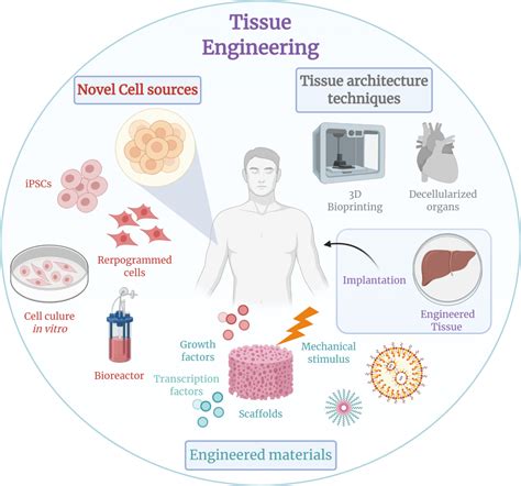 Guide to Tissue Engineering
