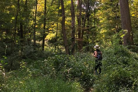 Guided Forest Bathing Session