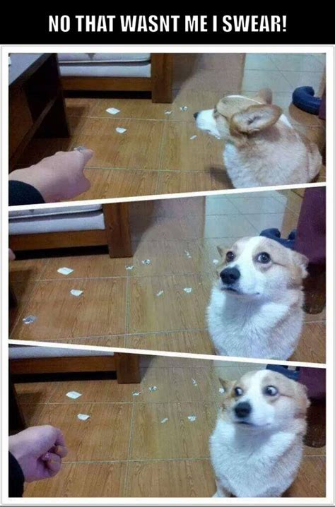 Guilty Dog Funny Meme