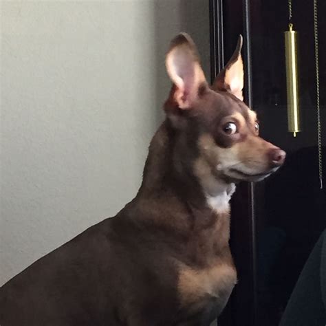 Guilty Dog Meme