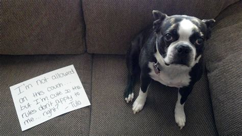 Guilty Dogs Are The Cutest