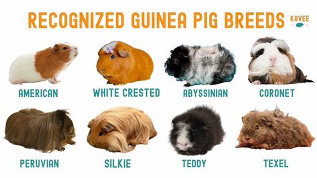 Guinea Pigs: Unlocking a World of Colors and Breeds