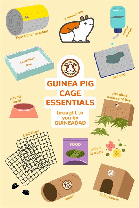 Guinea Pig Care Essentials