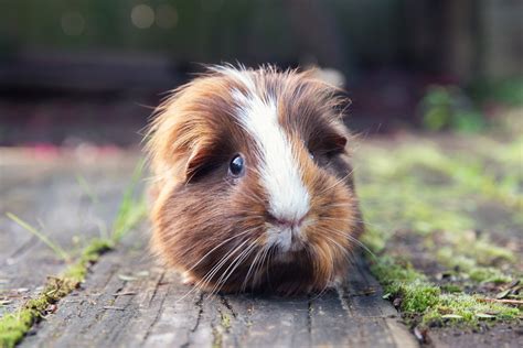Guinea pig #1