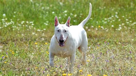 Gull Dong vs American Staffordshire Terrier Breed Comparison