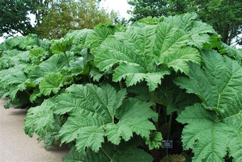 Gunnera Manicata. Perennials for Sale UK. Letsgoplanting.co.uk