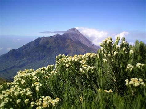 Gunung Andong bunga edelweis