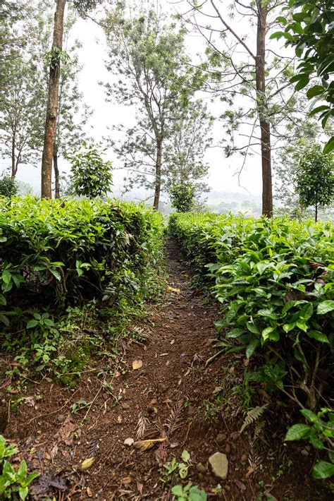 Gunung Mas Tea Plantation Sukabumi Indonesia