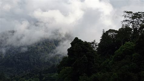 Gunung Palung National Park