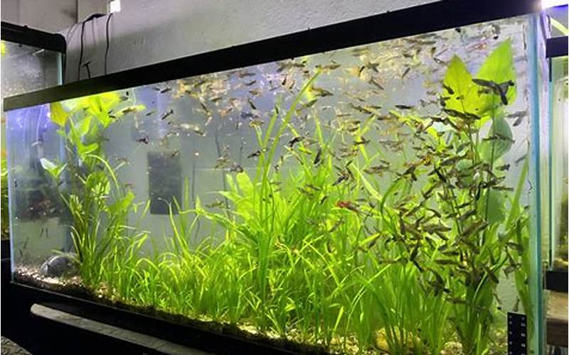 can you grow aquaponics with guppies