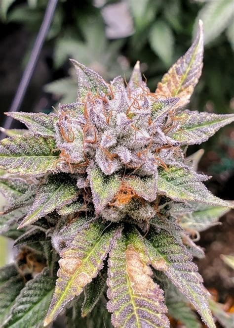 Gushers Weed Genetics