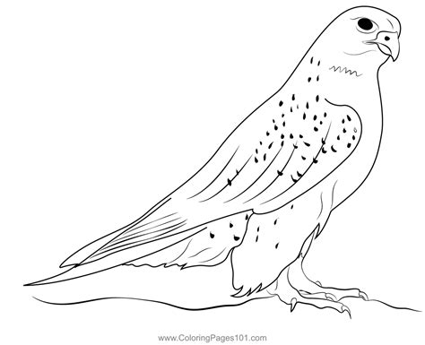 Gyrfalcon Colouring Pages