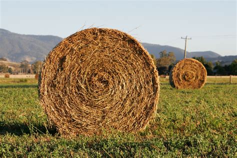 HAY