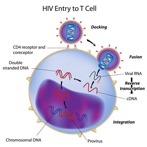 HIV and T cells