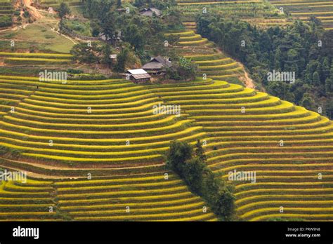 Ha Giang Terraced Fields