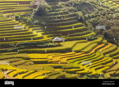 Ha Giang terraced fields