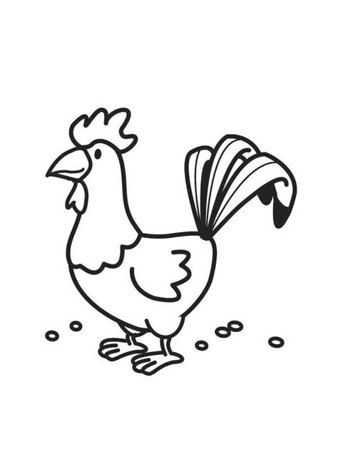 Haan Kleurplaat