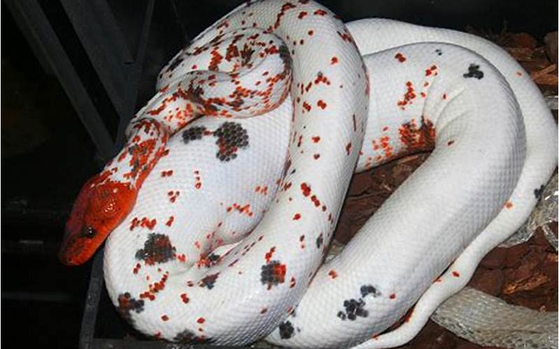 Habitat And Range Of Red Dominican Mountain Boa